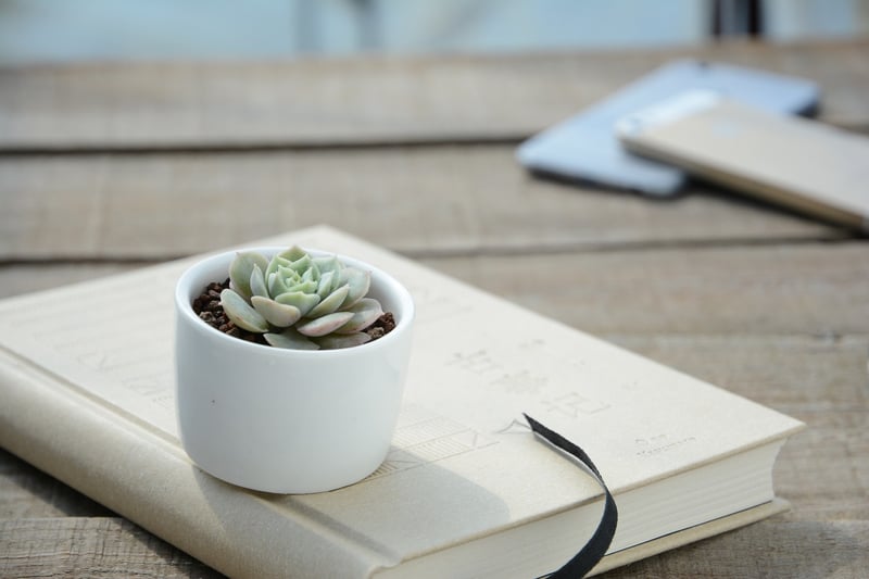Star-shaped Succulents